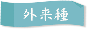 外来種