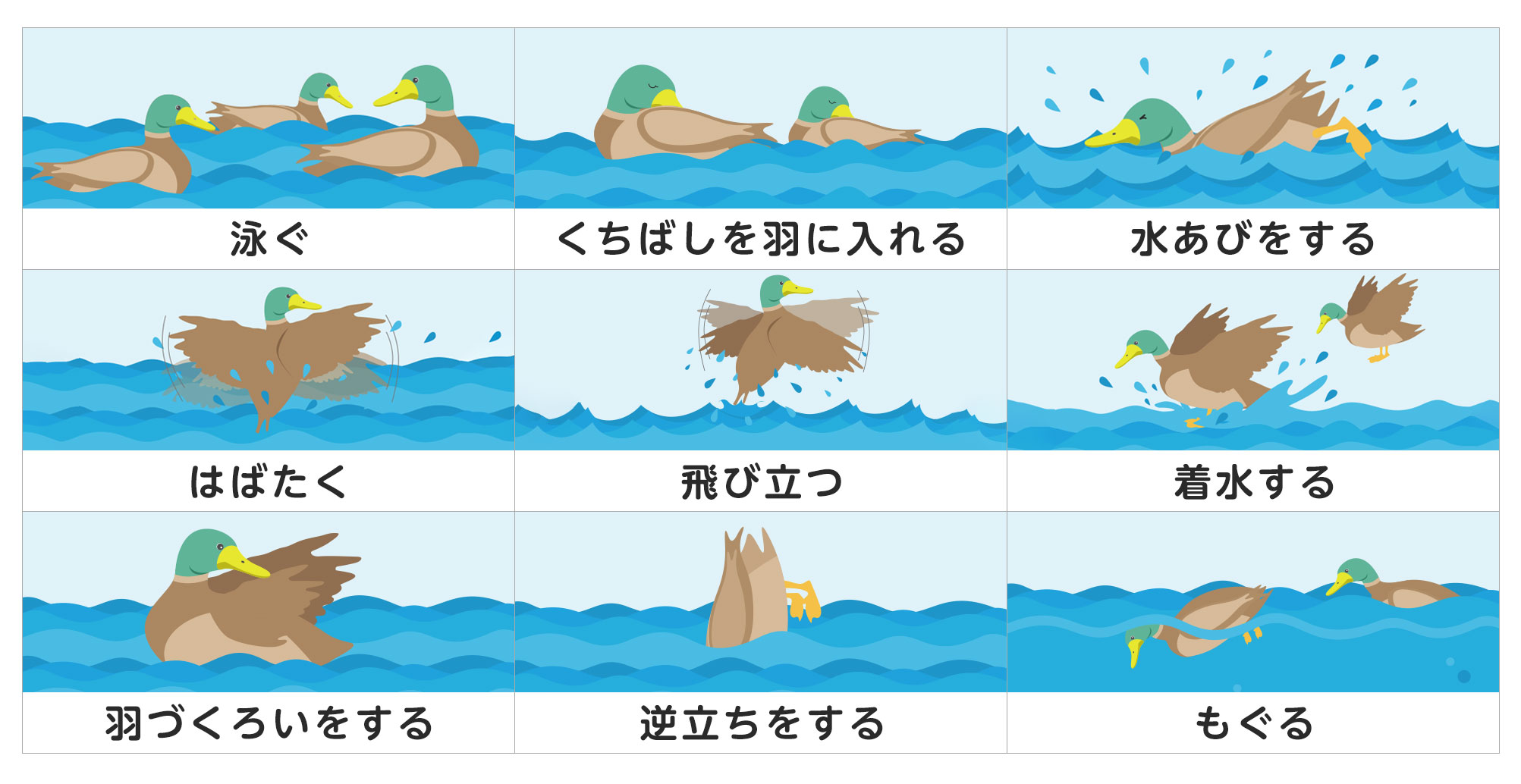 鳥のしぐさシート