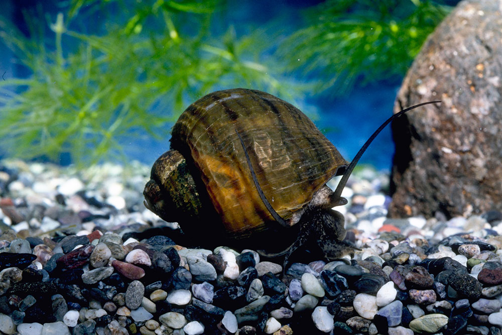 スクミリンゴガイ