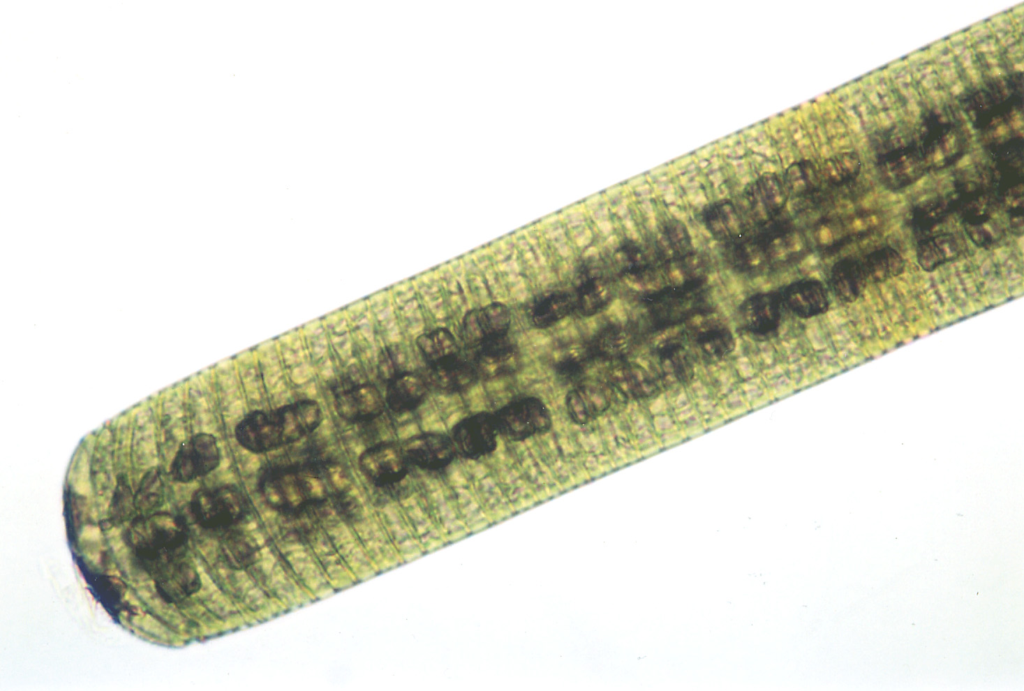 オシラトリア カワムラエ