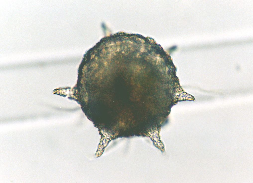 トゲツボカムリ