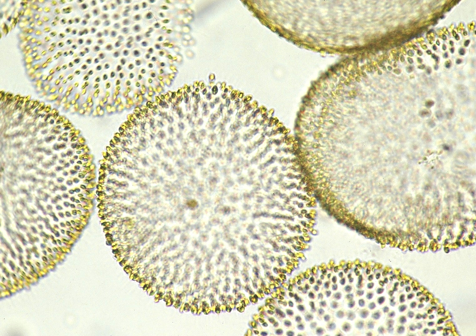 ウログレナ アメリカーナ