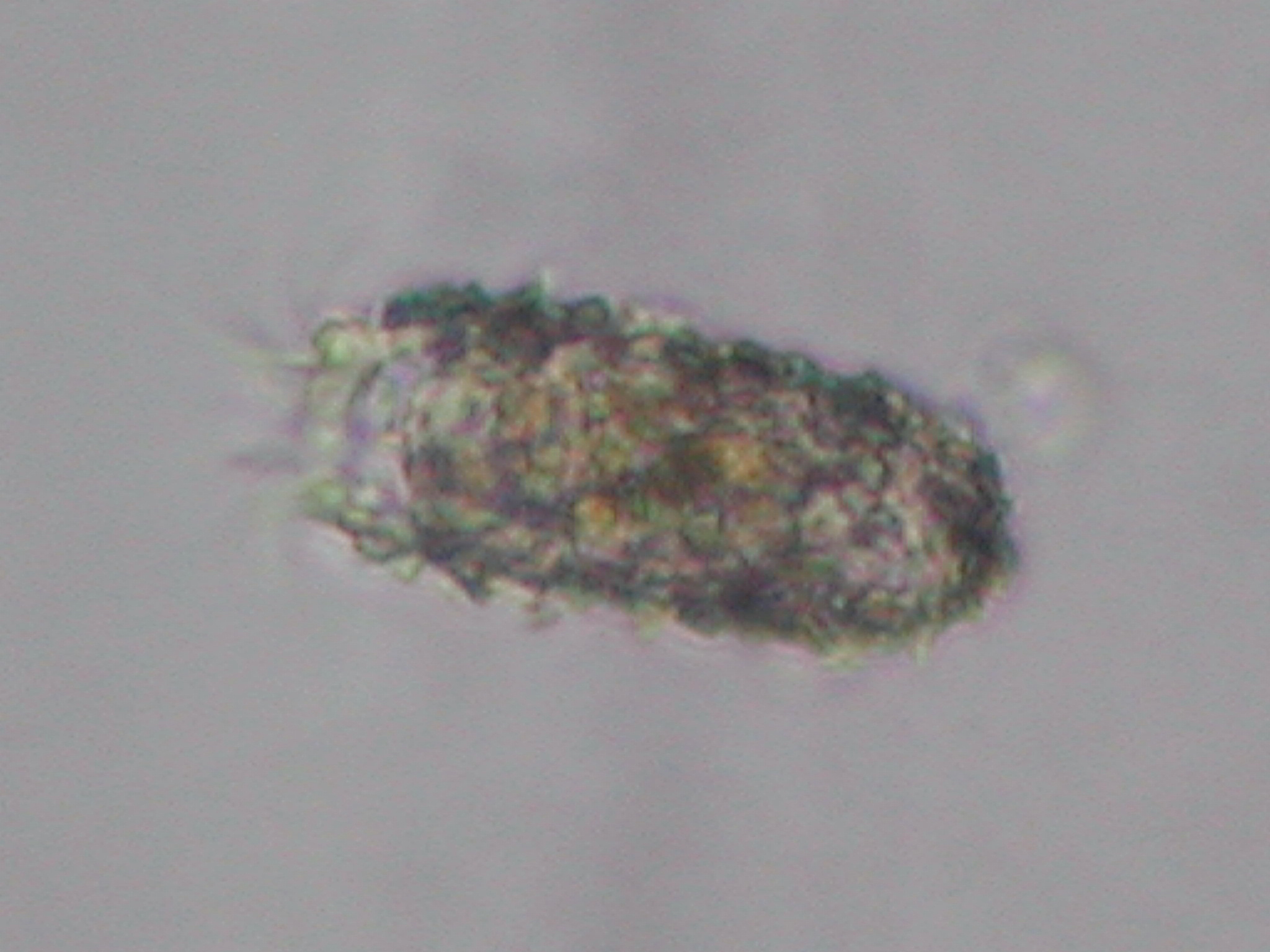 チンチニディウム