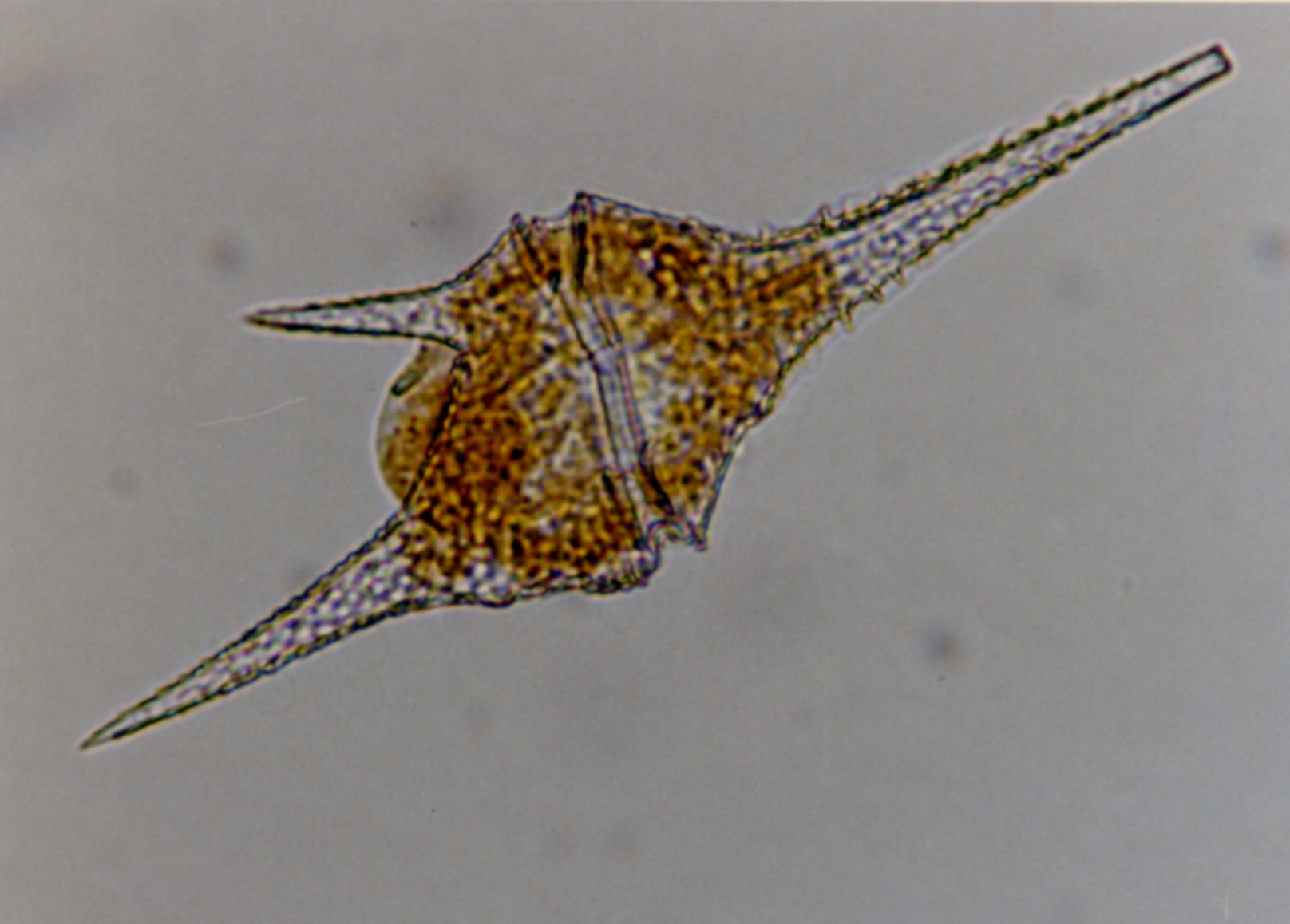 イケツノオビムシ