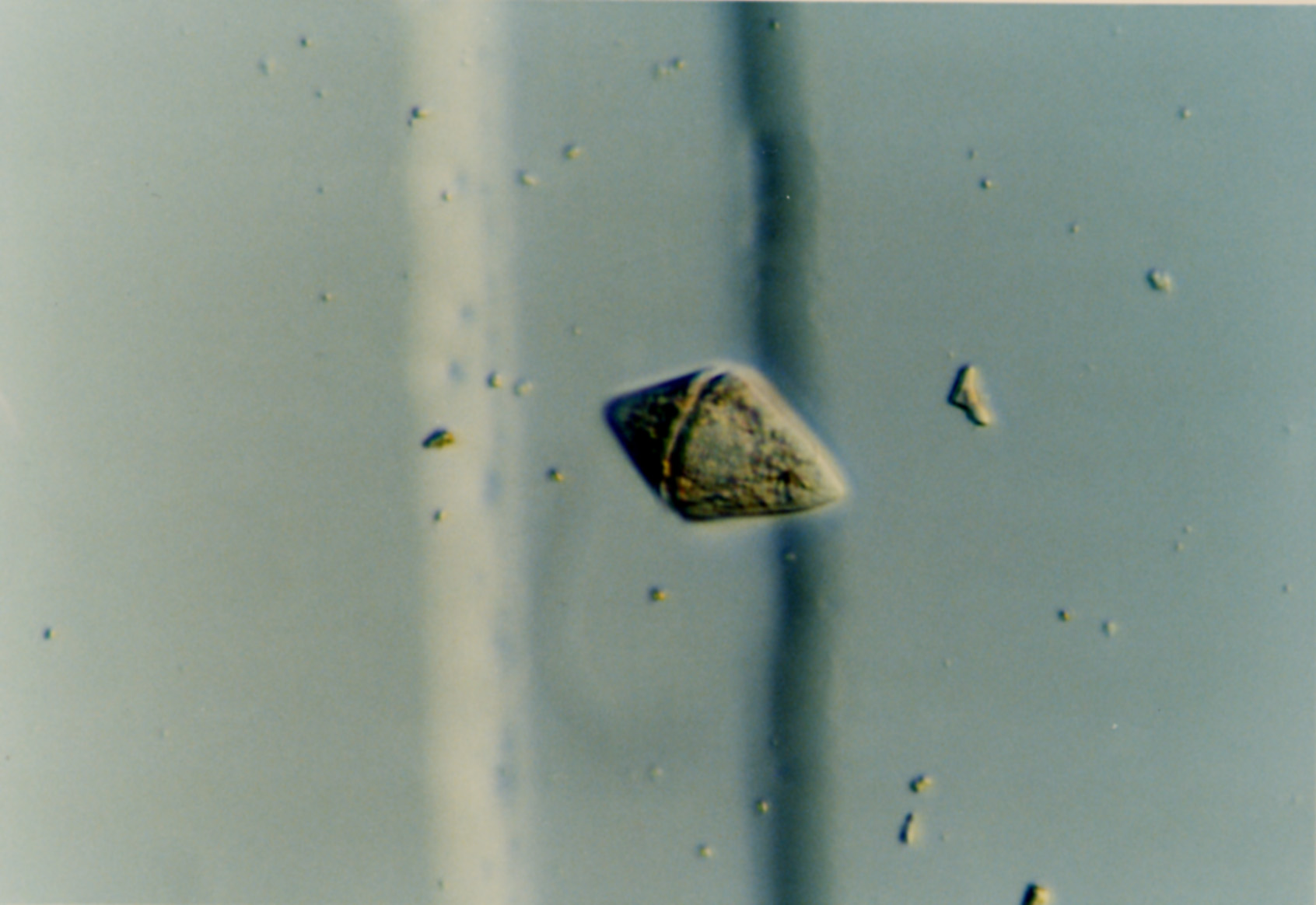 ギムノディニウム ヘルベチクム