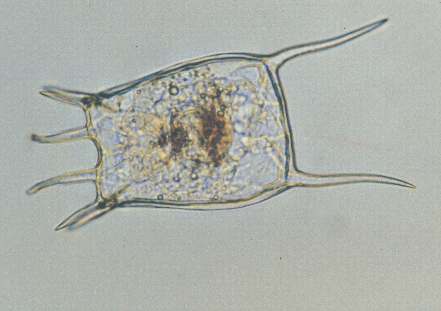 コシブトカメノコウワムシ