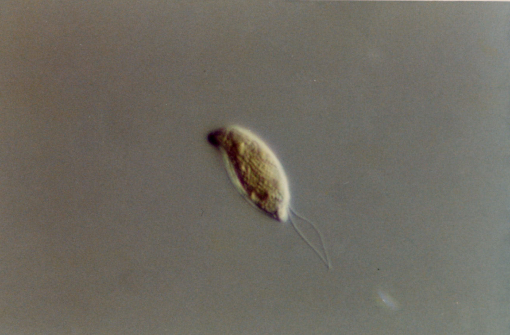 クリプトモナス