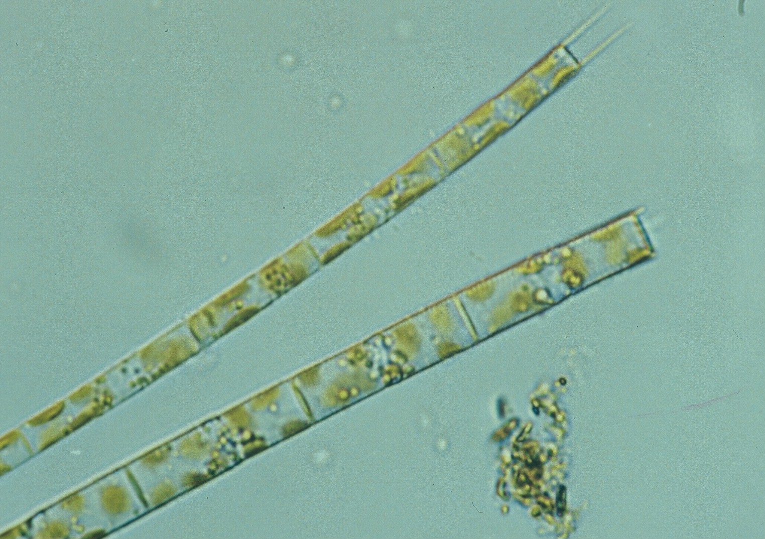 アウラコセイラ グラヌラータ