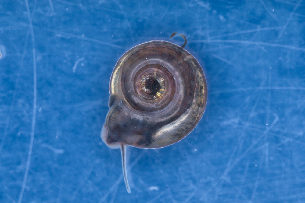 ヒラマキガイモドキ