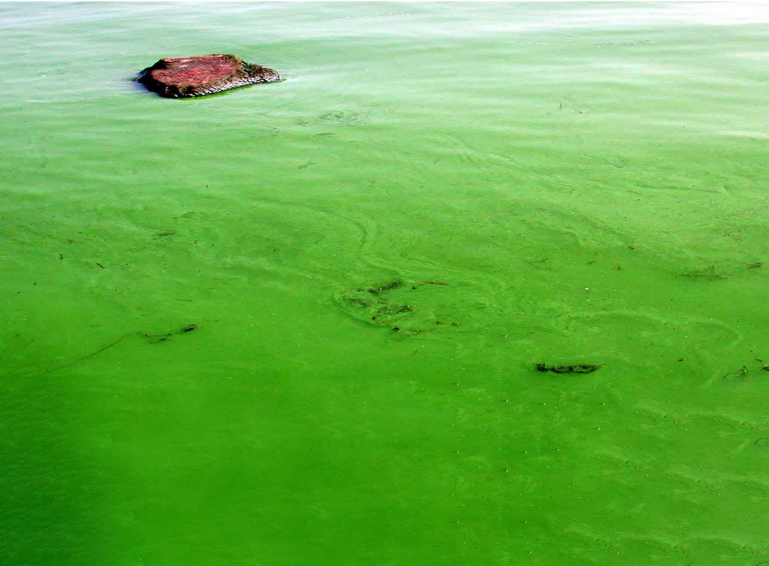 淡水赤潮・アオコ