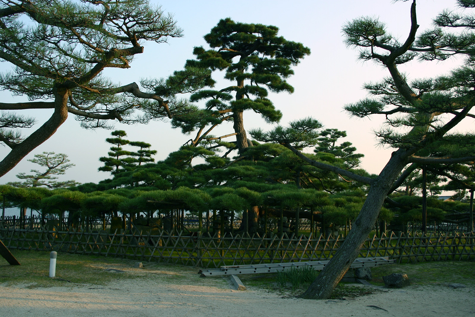 唐崎神社の松 唐崎夜雨（近江八景）