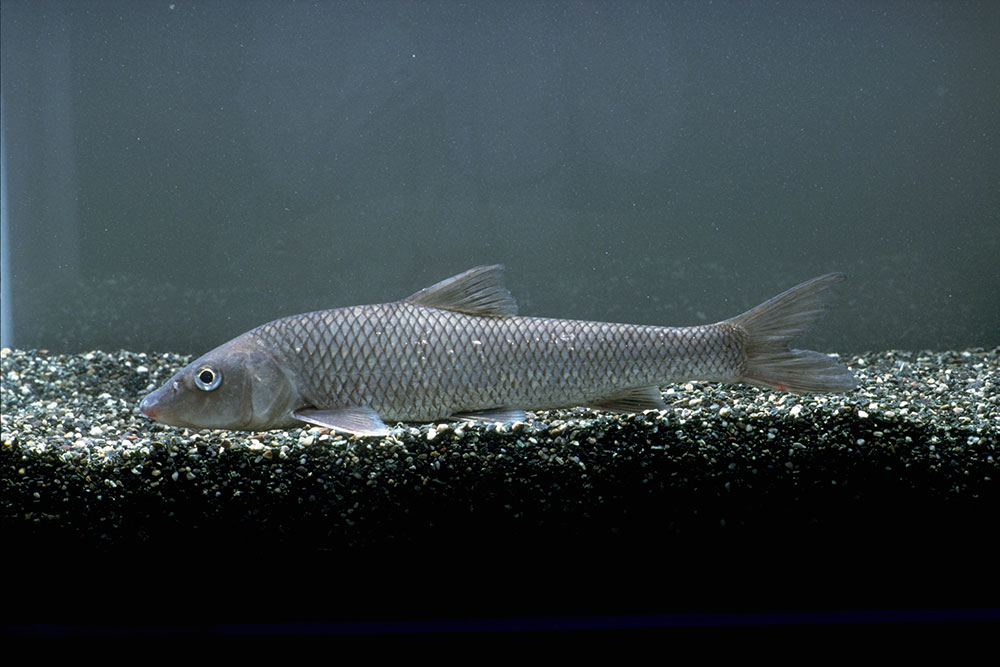 コウライニゴイ