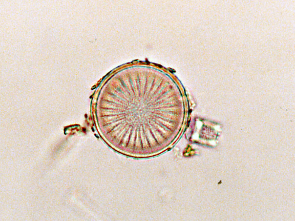 スズキケイソウ