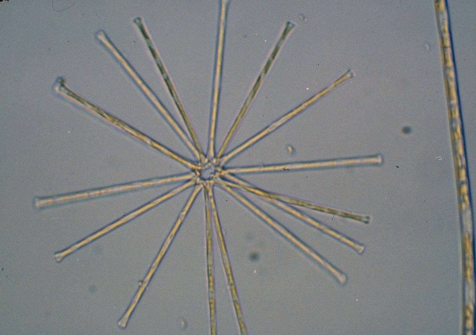 ホシガタケイソウ