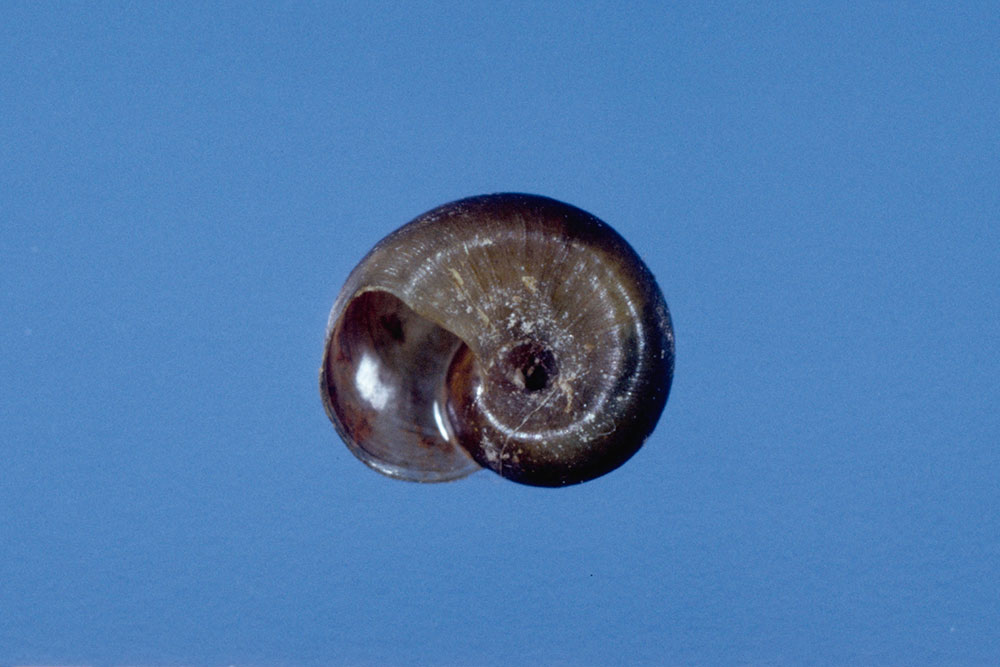 カドヒラマキガイ