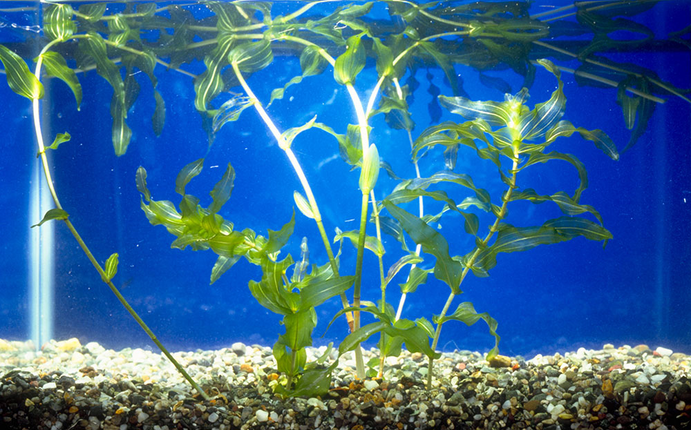 ヒロハノエビモ