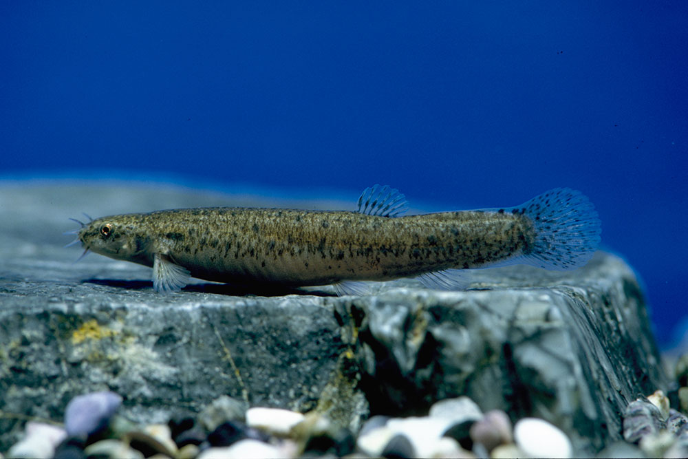 ホトケドジョウ