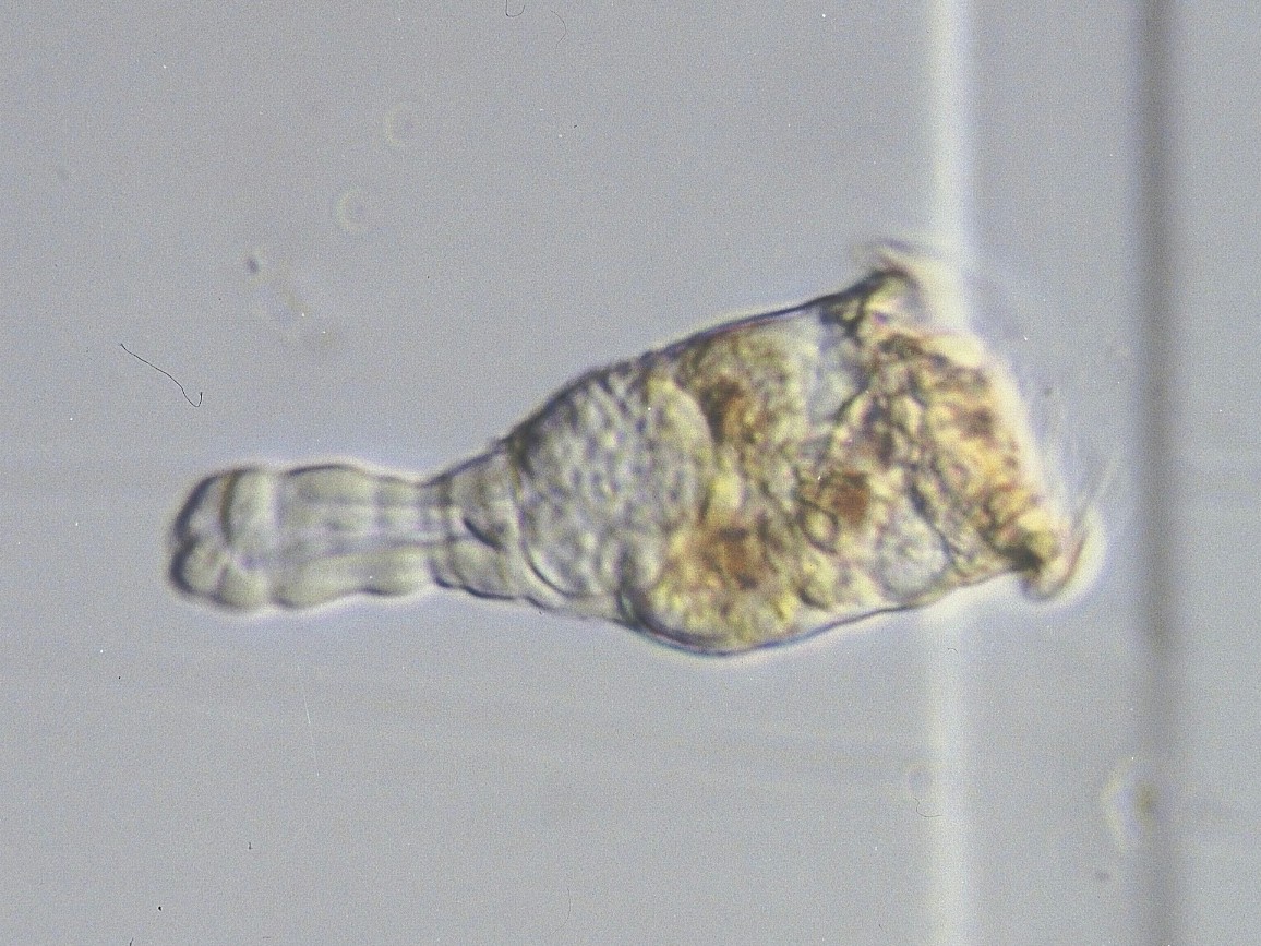 ツノテマリワムシ