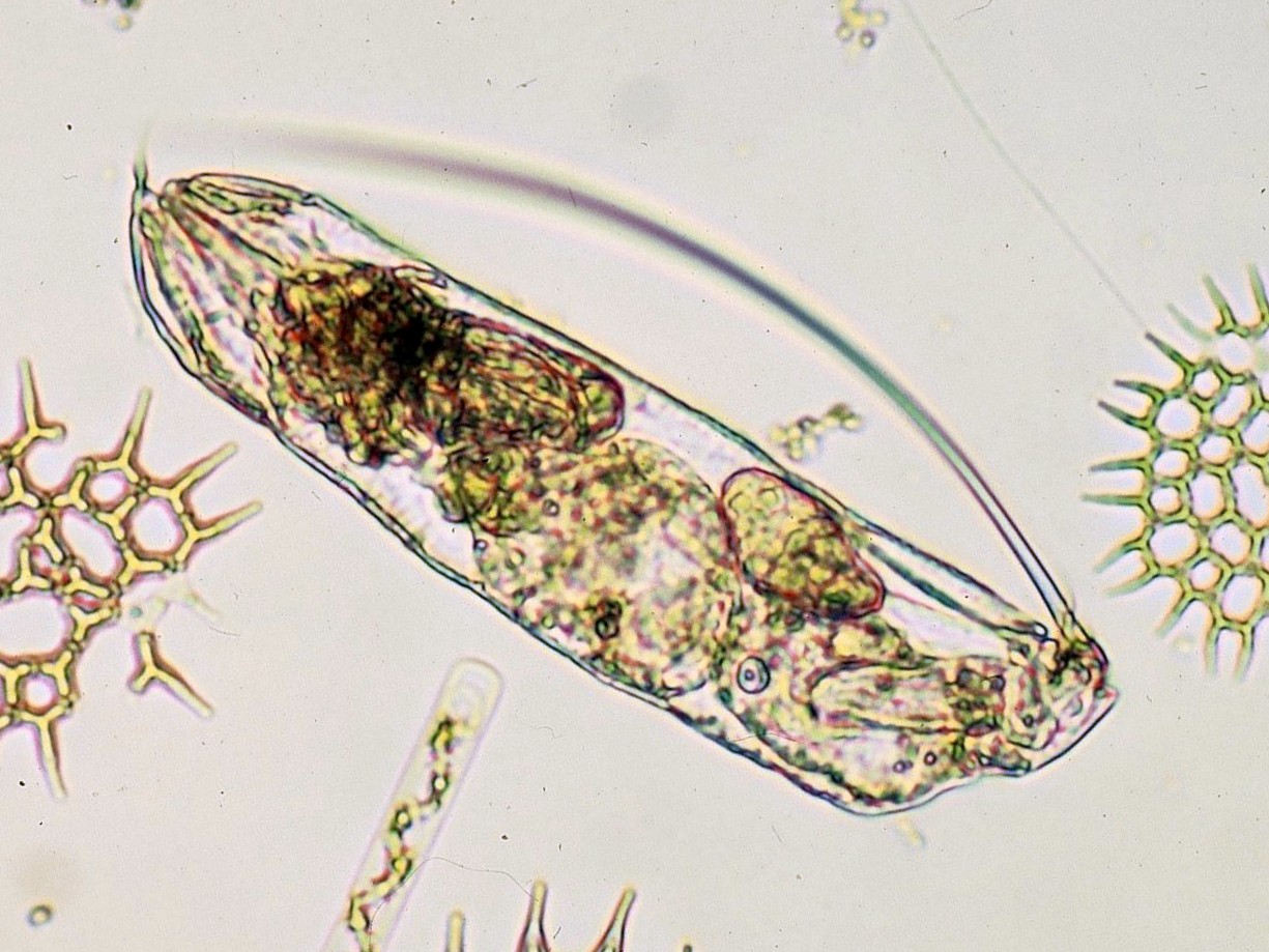 ツメナガネズミワムシ