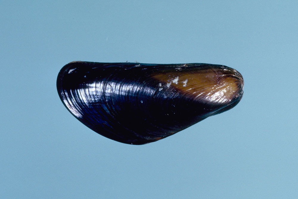 カワヒバリガイ