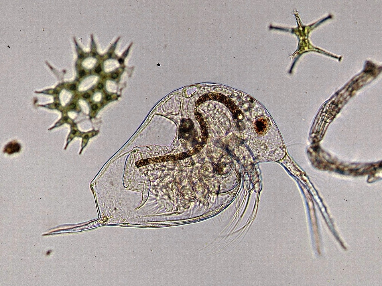 ニセゾウミジンコ