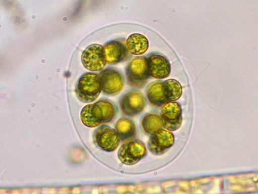 タマヒゲマワリ