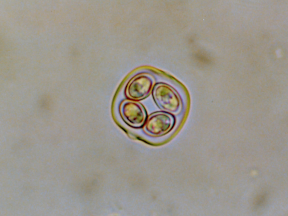 オーキスチス ラクストリス