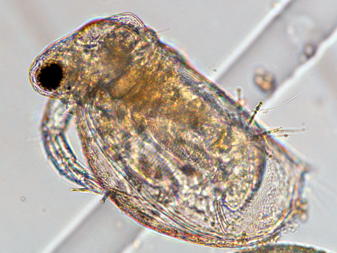 ネコゼミジンコ