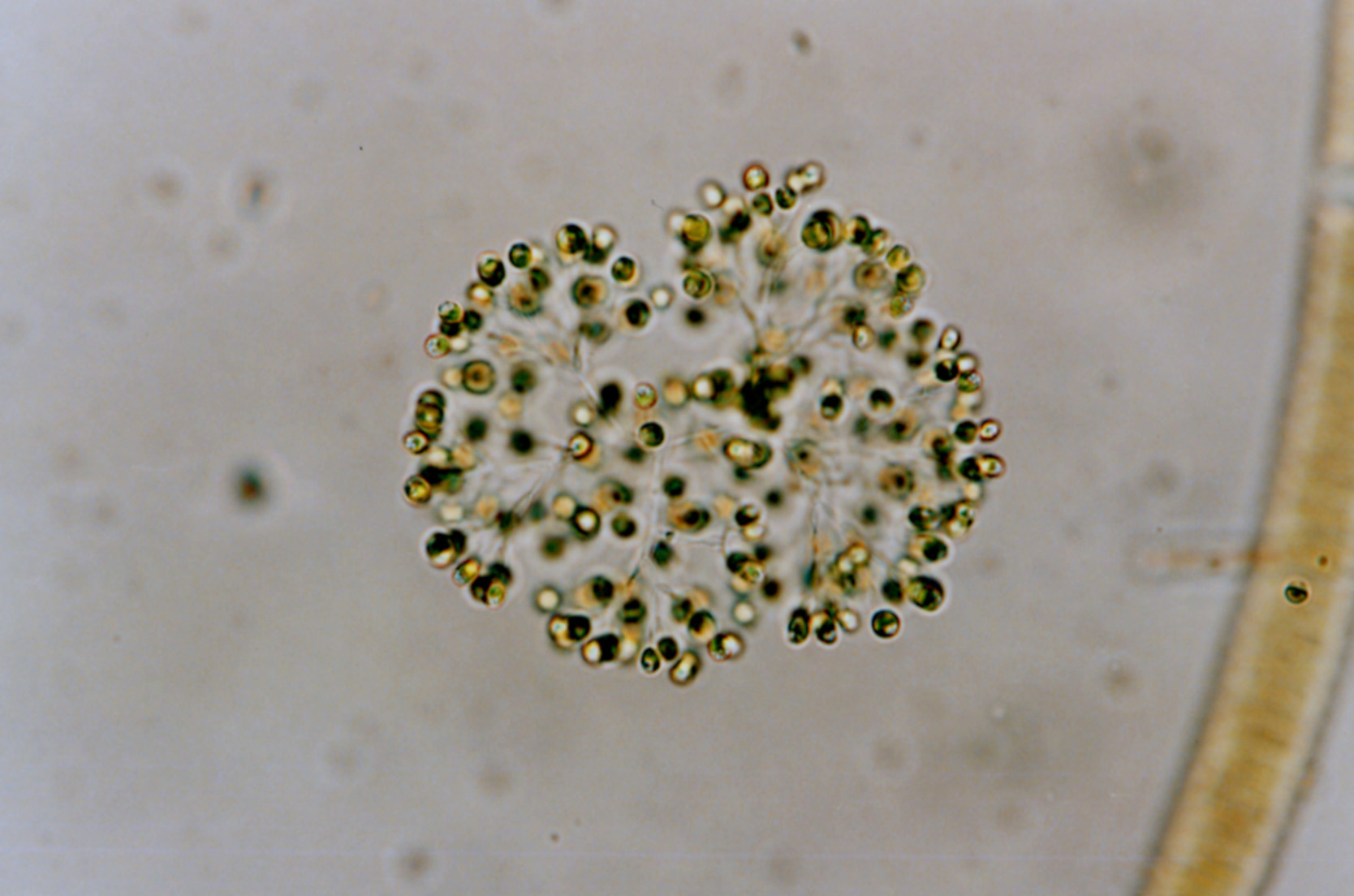 ディクチオスフェリウム プルケイム