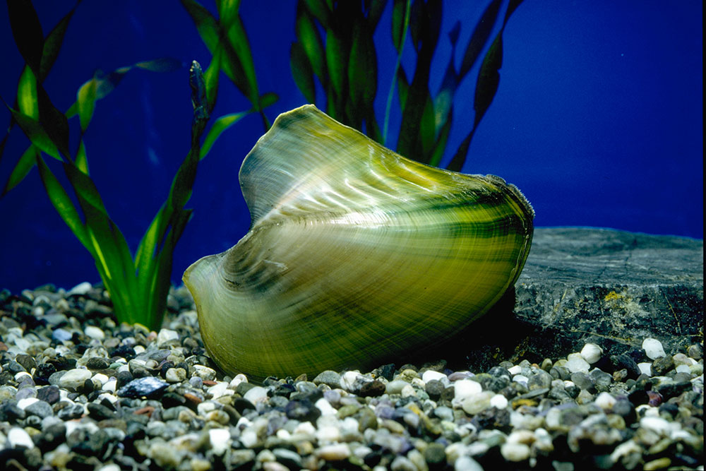 メンカラスガイ