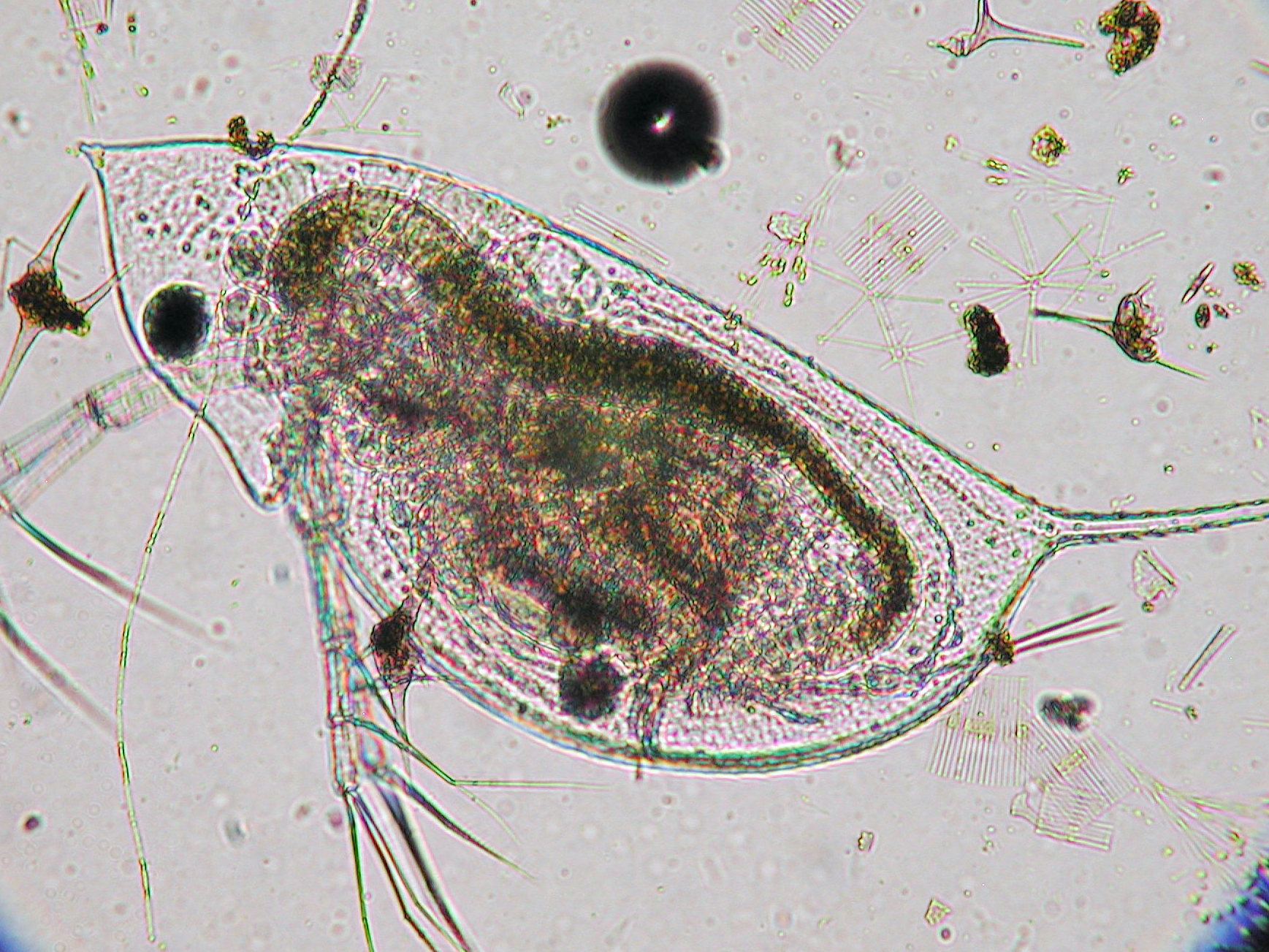 ダフニア ガレアータ（カブトミジンコ）