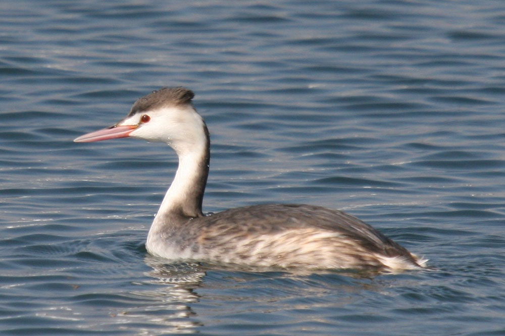 カンムリカイツブリ