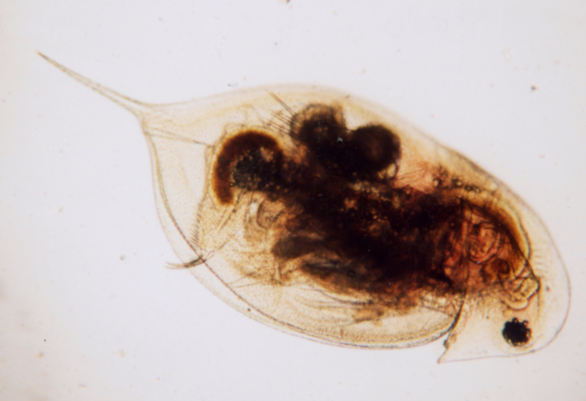 ダフニア プリカリア