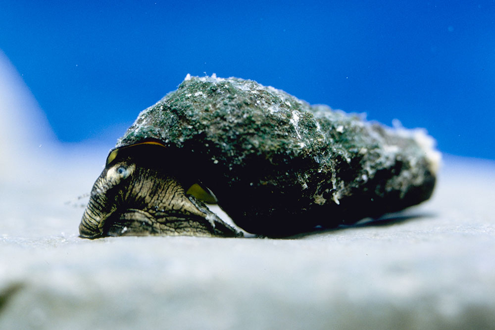 ヤマトカワニナ