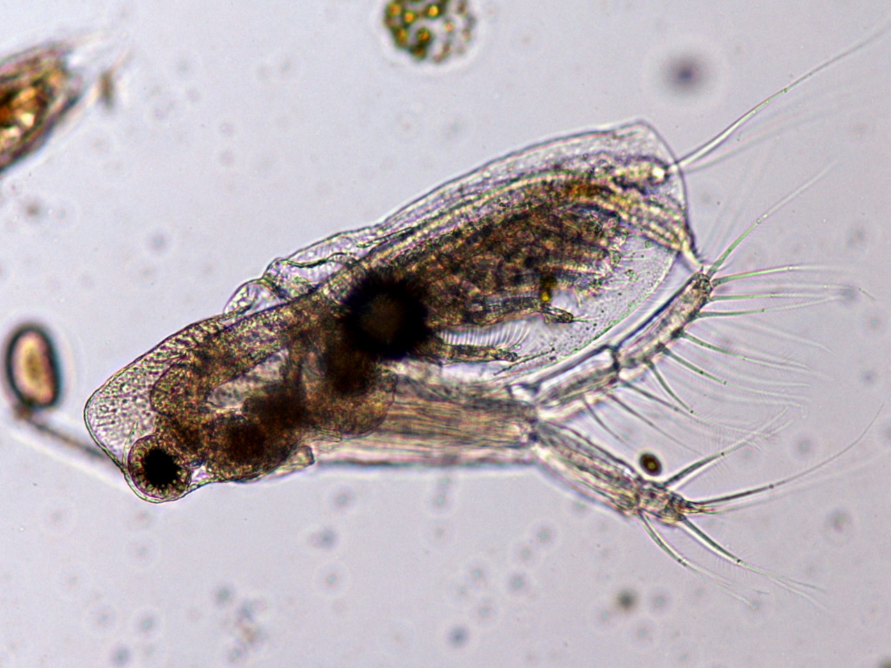 オナガミジンコ属の一種