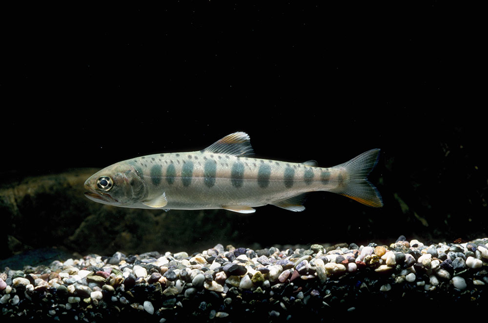 サクラマス（ヤマメ）