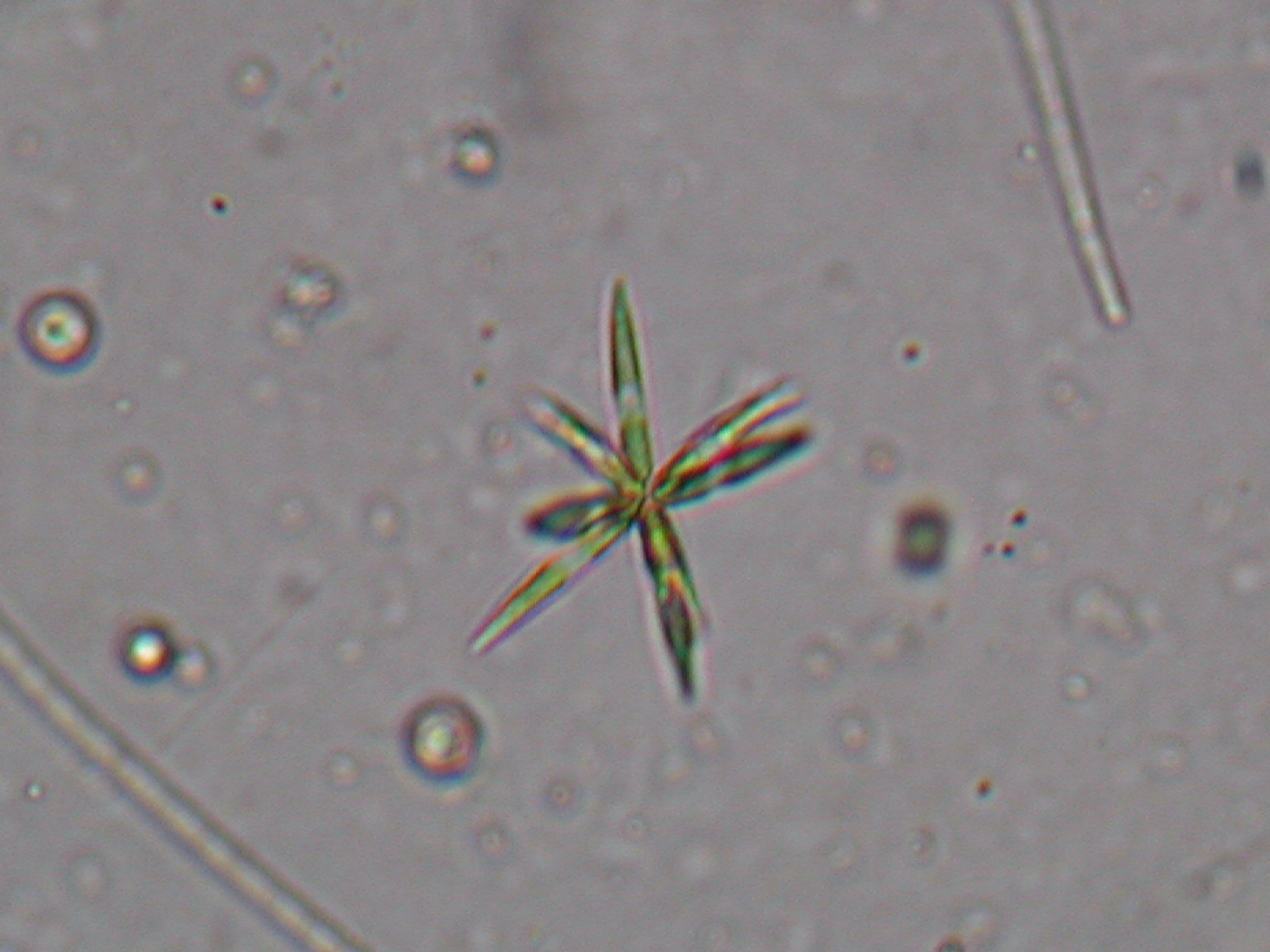 アクチナストルム ハンチィ