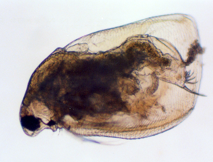 オカメミジンコ