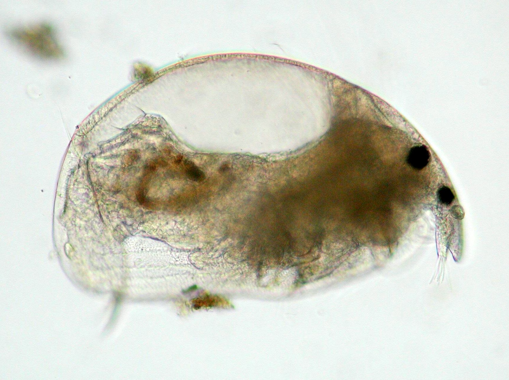 シカクミジンコ