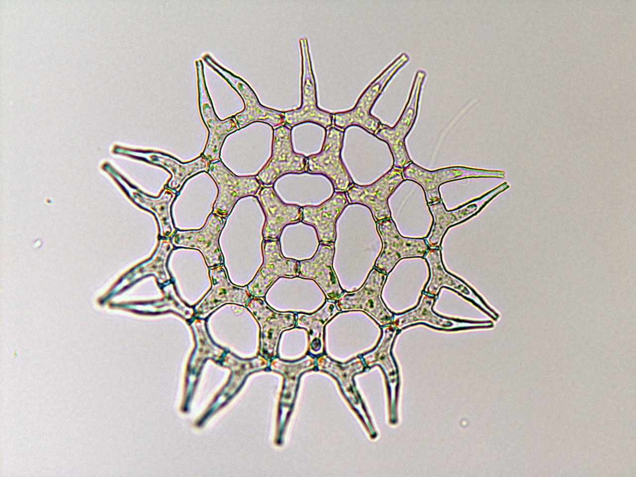 ビワクンショウモ