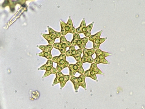 フタヅノクンショウモ