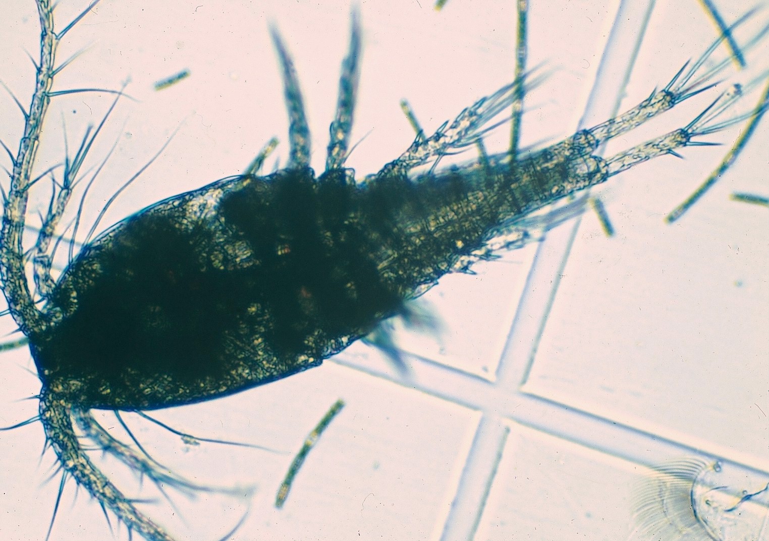 アサガオケンミジンコ属の一種