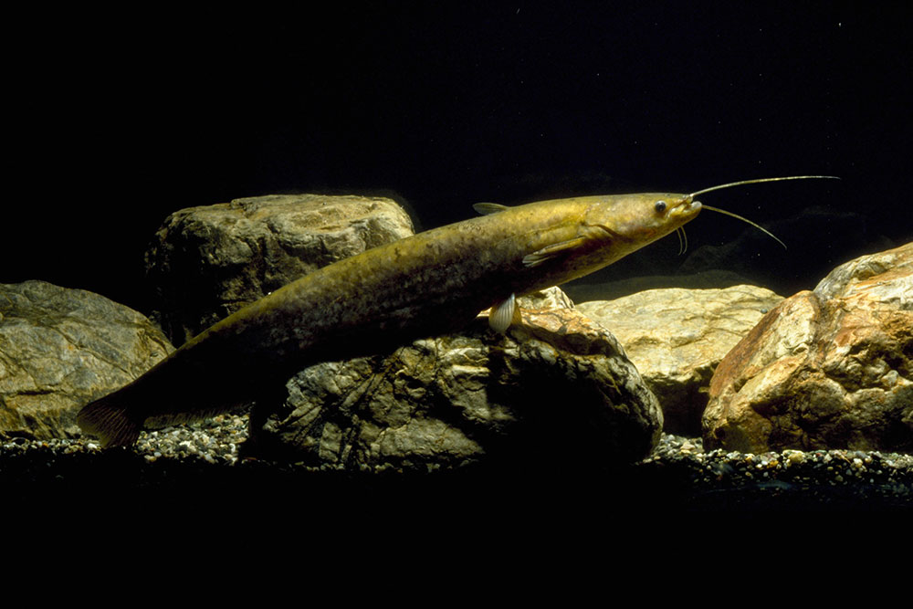 イワトコナマズ