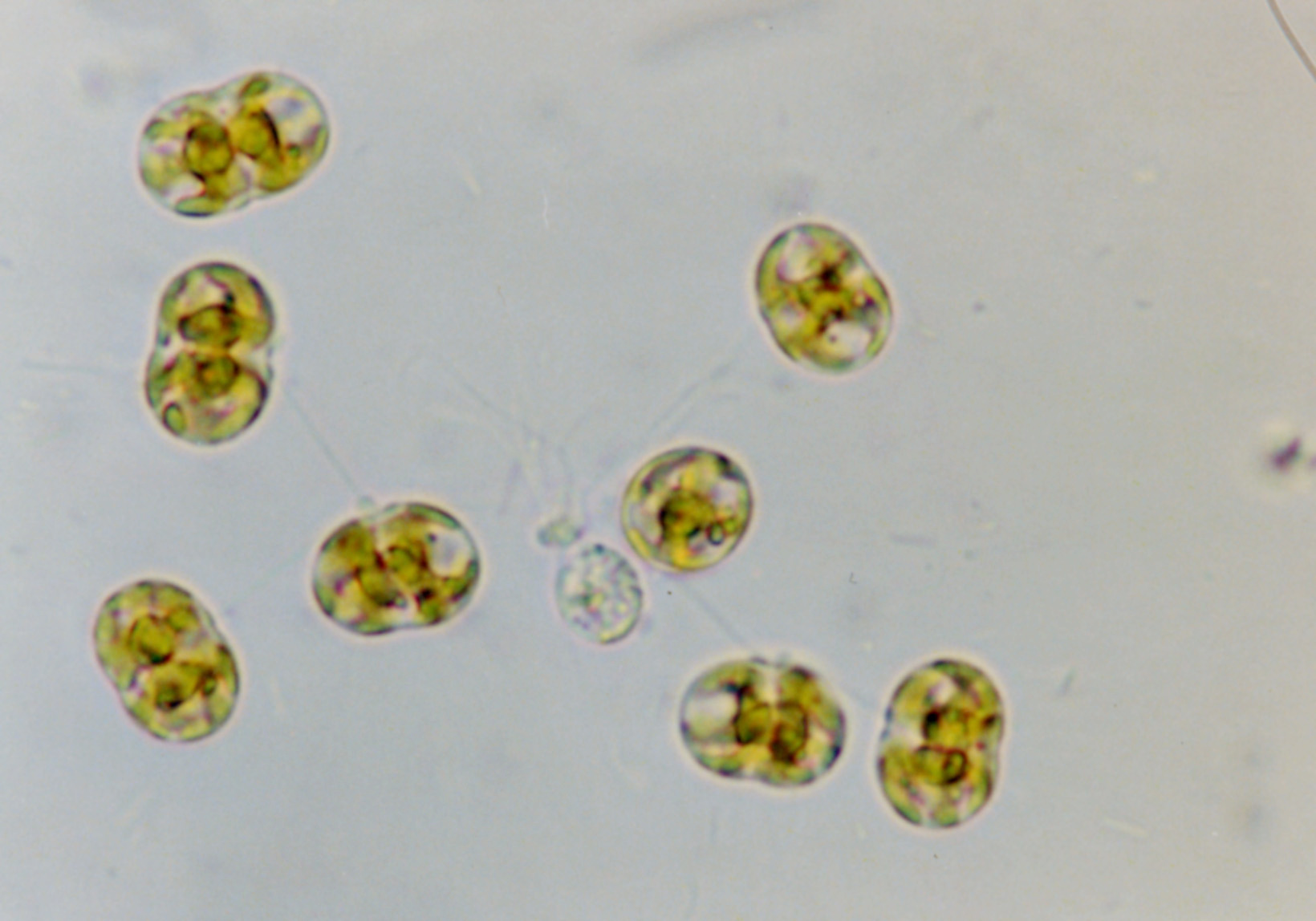 コスモクラディウム コンストリクツム