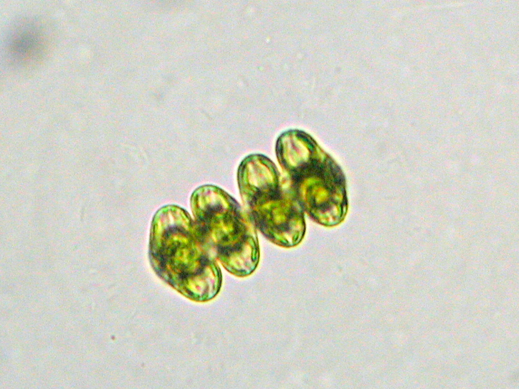 スポンジロシウム モニリフォルメ