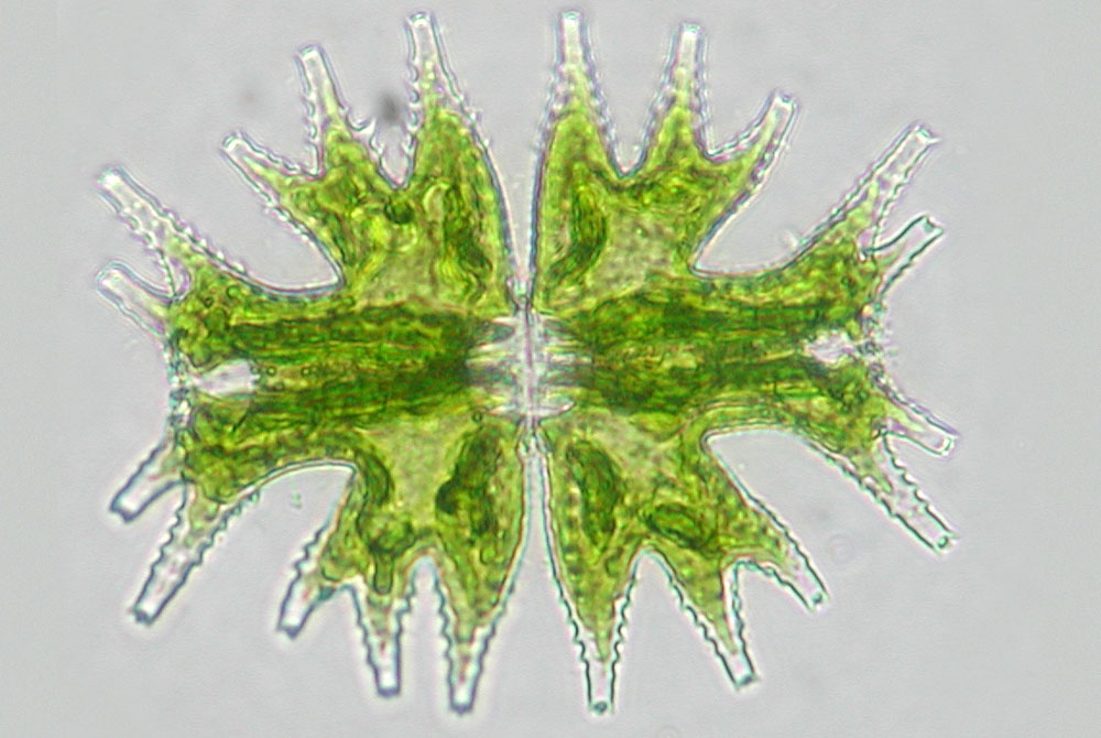 ミクラステリアス マハブレッシュワレンシス