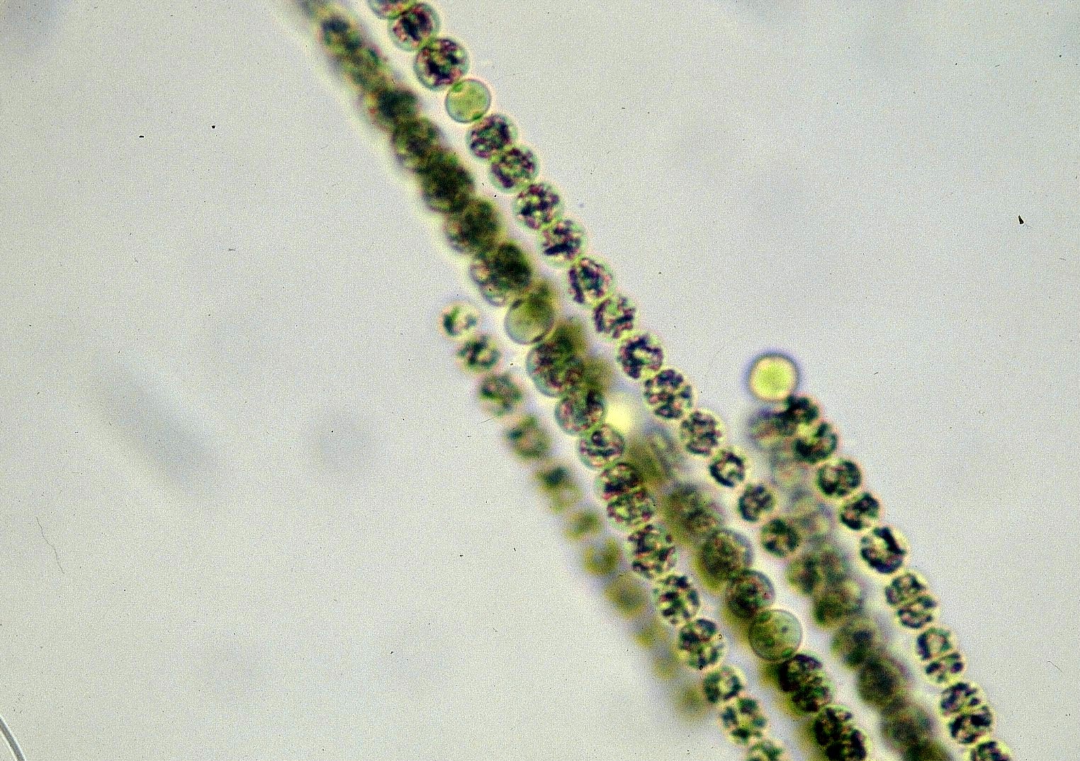 アナベナ アフィニス