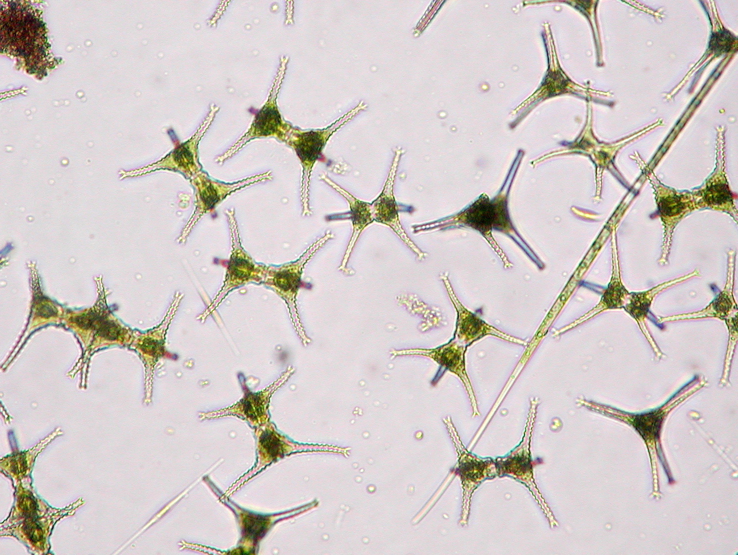 スタウラストルム ドルシデンティフェルム