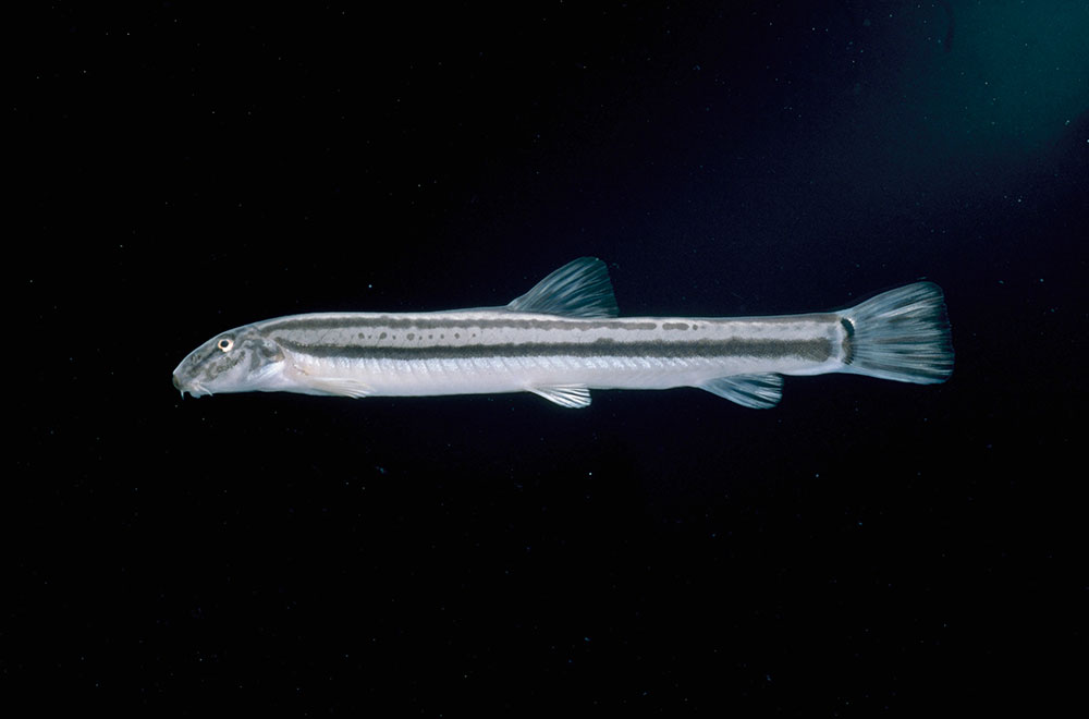 スジシマドジョウ