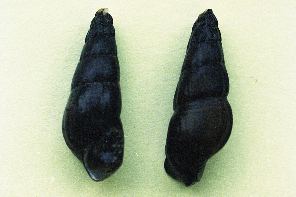 クロダカワニナ